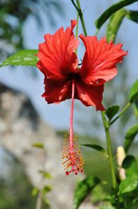 Close-up of red flower