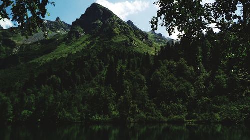 Scenic view of forest against sky