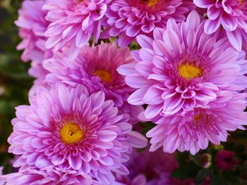 Close-up of pink daisy flowers