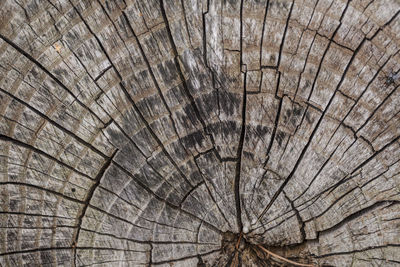 Full frame shot of tree stump