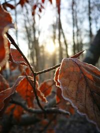 Close-up of dry maple leaf on branch during winter