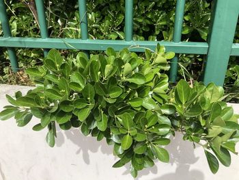 High angle view of potted plants in yard