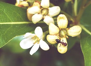 Close-up of insect on flower