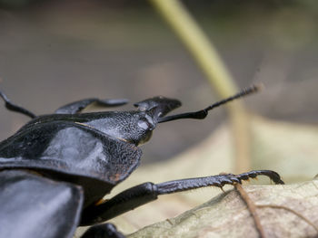 Close-up of insect on dry leaf
