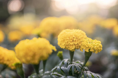 Close-up of yellow flowering plant