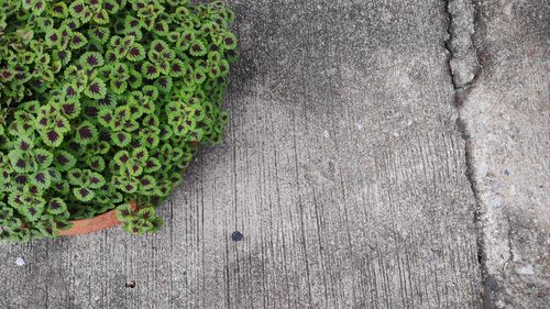 High angle view of plants growing on footpath