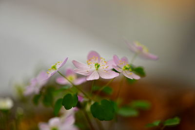 Close-up of pink flowering plant