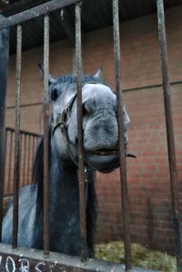 Close-up of tiger in cage at zoo