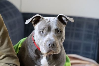 Close-up portrait of dog at home