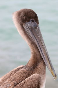 Close-up of a bird