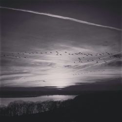 Flock of birds in water