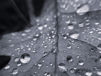 Close-up of raindrops on leaves