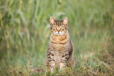 Tabby cat sitting outdoor looking at the camera