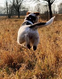 Dog on field