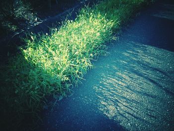 Plants growing on hill