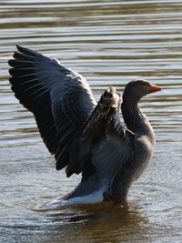 Close-up of duck flying over lake