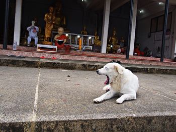 White dog by building in city