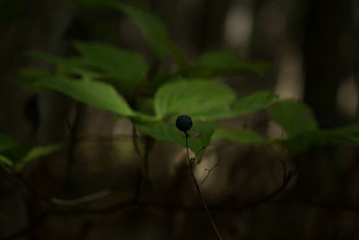 Close-up of plants against blurred background