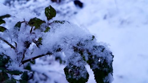 Close-up of frozen leaves during winter