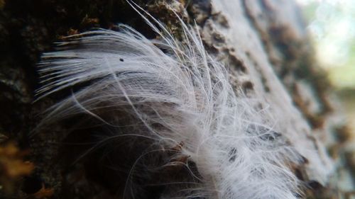 Close-up of feather