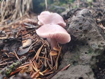 Close-up of mushrooms growing on field