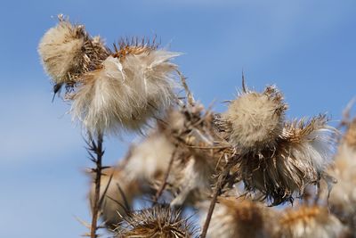 Close-up of wilted plant against clear sky