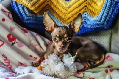 Portrait of cute dog relaxing on bed