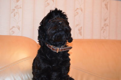 Portrait of black dog sitting on sofa at home