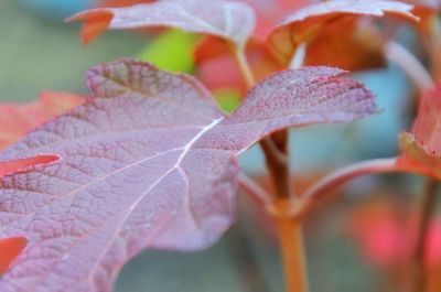 Close-up of lizard on plant