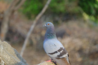 Close-up of pigeon perching on rock