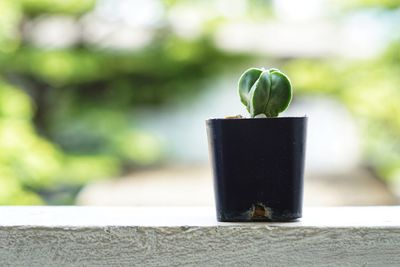 Close-up of potted plant on table