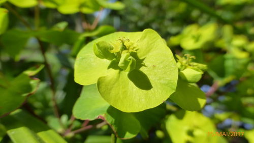 Close-up of fresh green leaves