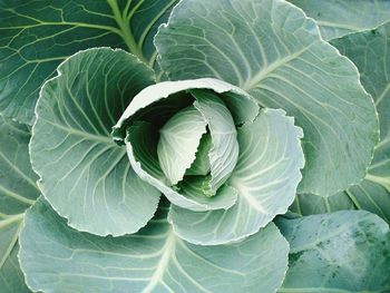 Close-up of green leaf