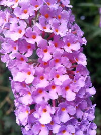 Close-up of purple flowers blooming outdoors