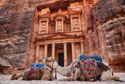 Camels resting by petra