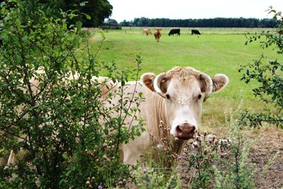 Portrait of cow standing in field