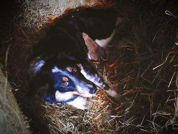 High angle view of dog lying on field at night