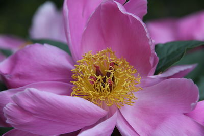 Close-up of pink flowering plant