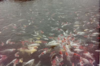 High angle view of koi carps swimming in water