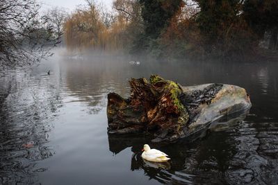 Bird on rock by lake