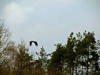 Low angle view of bird flying against sky