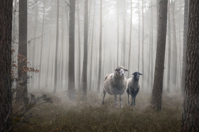 Two sheep standing inside a mystic forest
