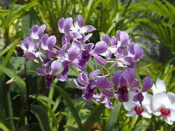 Close-up of purple flowers