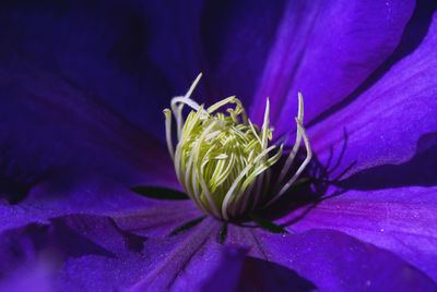 Close-up of purple flower