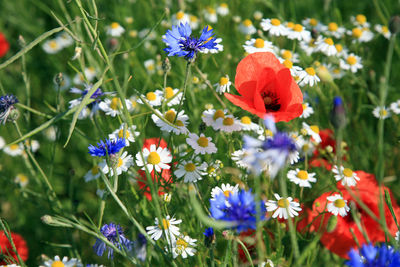 Close-up of flowers blooming outdoors