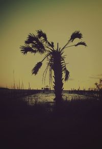 Silhouette of palm trees at lakeshore