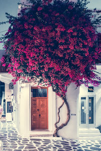 Pink flowering tree by building