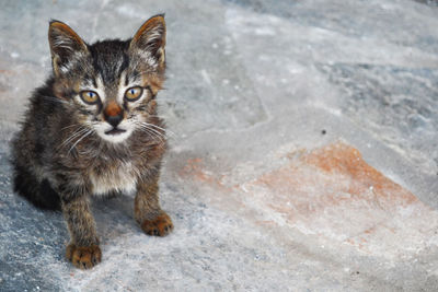 Close-up portrait of cat