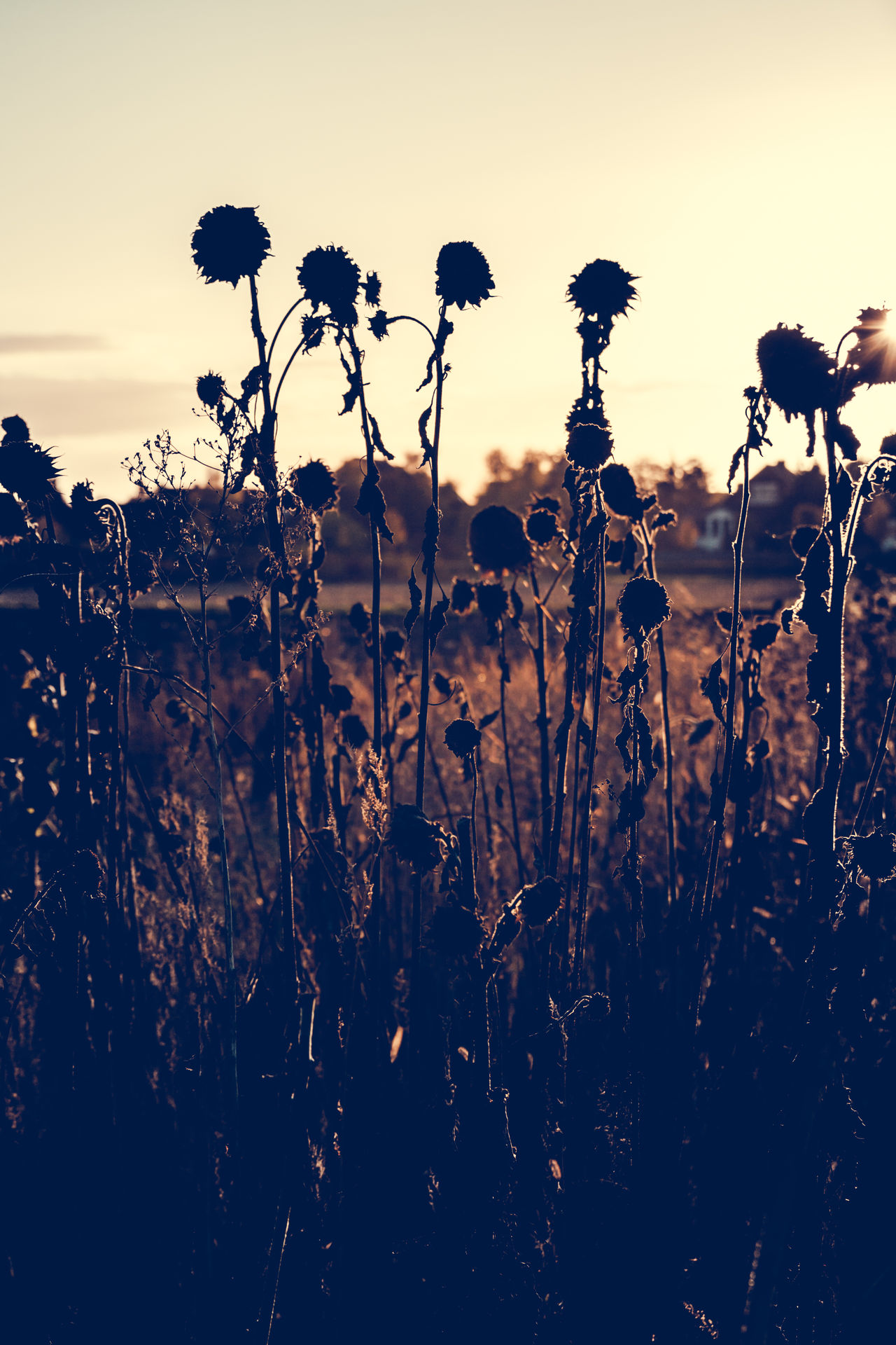 Dead sunflowers