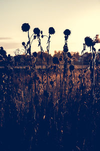 Plants growing on field